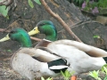 Mallards at Balconi's